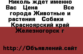 Николь ждет именно Вас › Цена ­ 25 000 - Все города Животные и растения » Собаки   . Красноярский край,Железногорск г.